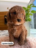 Australian labradoodle pups ( uit geteste ouders), Rabiës (hondsdolheid), Overige rassen, 8 tot 15 weken, Meerdere