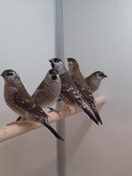 5-5 Ceres amadines, Dieren en Toebehoren, Vogels | Overige Vogels, Meerdere dieren, Tropenvogel, Geringd