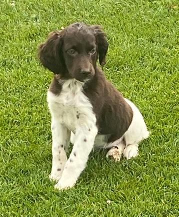 Prachtige HEIDEWACHTEL x LABRADOR pups beschikbaar voor biedingen