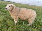 Dekram, Dieren en Toebehoren, Mannelijk, Schaap, 0 tot 2 jaar