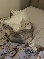 Chinchilla kater te koop., Dieren en Toebehoren, Katten en Kittens | Raskatten | Korthaar, Kater, Ontwormd, 0 tot 2 jaar