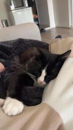 Kater van 2 jaar zoekt nieuw huisje, Dieren en Toebehoren, Kater