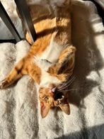 Gouden mand gezocht voor speelse kater!, Dieren en Toebehoren, Katten en Kittens | Overige Katten, Kater, Kortharig, 0 tot 2 jaar