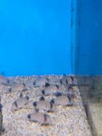 Corydoras panda 5.50 per stuk, Vis