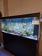 Aquarium juwel rio 450 liter in nette staat., Dieren en Toebehoren, Vissen | Aquaria en Toebehoren, Ophalen, Gevuld zoetwateraquarium