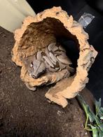 0.1 Guyana roodstaart 2017, Slang, 7 tot 10 jaar