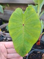 Colocasia esculenta pink china, Tuin en Terras, Planten | Tuinplanten, Ophalen of Verzenden