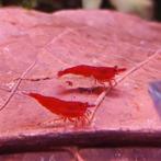 Neocaridina heteropoda, Dieren en Toebehoren, Vissen | Aquariumvissen, Kreeft, Krab of Garnaal