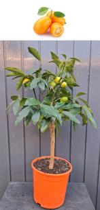 Kumquat- Fortunella Margarita- 60 cm Hoog, Tuin en Terras, Ophalen, Minder dan 100 cm, Overige soorten, Volle zon
