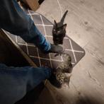 2 kittens te koop, Dieren en Toebehoren, Katten en Kittens | Overige Katten, Meerdere dieren, Kortharig, 0 tot 2 jaar