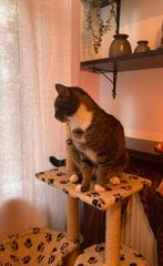 Goed tehuis gezocht voor kater Sanji, Dieren en Toebehoren, Kater, Gechipt