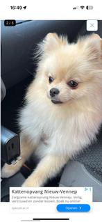 Pomeriaan pup, Keeshond, 15 weken tot 1 jaar, CDV (hondenziekte), Teef