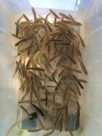 Aasvissen, Watersport en Boten, Hengelsport | Roofvissen, Ophalen, Nieuw