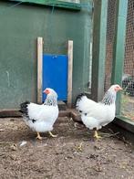 Wyandotte columbia kriel, Dieren en Toebehoren, Meerdere dieren, Kip