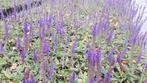 Salvia nemerosa 'Ostfriesland' Salie vasteplant, Tuin en Terras, Planten | Tuinplanten, Halfschaduw, Ophalen of Verzenden