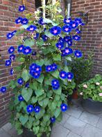 Blauwe Klimmende Winde Ipomoea zaden, Ophalen of Verzenden, Volle zon