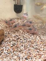 Corydoras aeneus, Dieren en Toebehoren, Vissen | Aquariumvissen, Zoetwatervis, Schoolvis, Vis