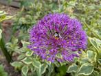 Allium zaden soort Purple Sensation grote bloemen, Tuin en Terras, Ophalen of Verzenden, Volle zon