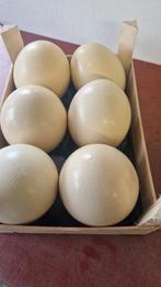 Struisvogelei, Ophalen of Verzenden