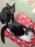 2 kittens katers, Dieren en Toebehoren, Katten en Kittens | Overige Katten, Kater