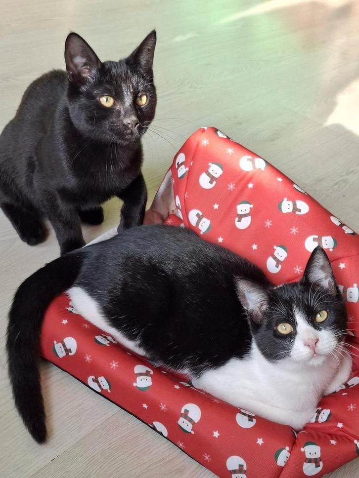 2 kittens katers, Dieren en Toebehoren, Katten en Kittens | Overige Katten, Kater