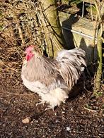 Orpington groot  haan, Dieren en Toebehoren, Pluimvee, Mannelijk, Kip