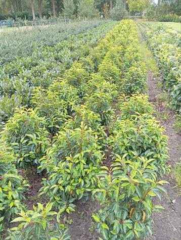 Portugese Laurier (Prunus lusitanica) 50/70 beschikbaar voor biedingen
