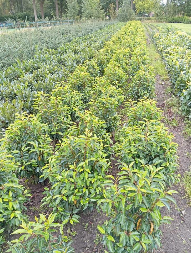 Portugese Laurier (Prunus lusitanica) 50/70, Tuin en Terras, Planten | Struiken en Hagen, Ophalen