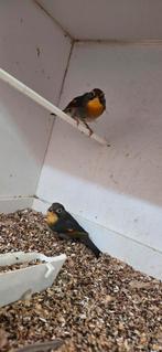 Koppen japanse nagtegaal, Dieren en Toebehoren, Meerdere dieren