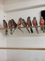 Bourkes uit 2025, Dieren en Toebehoren, Vogels | Parkieten en Papegaaien, Meerdere dieren, Parkiet, Geringd