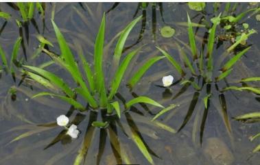 Krabbenscheer zuurstofplant vijverplant Koidreams Valburg, Tuin en Terras, Vijver-toebehoren, Nieuw, Overige typen, Ophalen of Verzenden