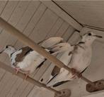 2 duiven, Dieren en Toebehoren, Vogels | Duiven, Meerdere dieren, Overige soorten