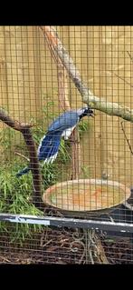 Zwartborstlangstaartgaaien, Dieren en Toebehoren, Vogels | Overige Vogels, Mannelijk, Geringd