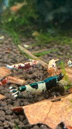 Caridina mix, Kreeft, Krab of Garnaal, Zoetwatervis
