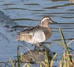 Siereenden en Ganzen en Zwanen., Meerdere dieren, Eend