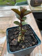 Chocolade munt stekken, Halfschaduw, Kruiden, Zomer, Vaste plant