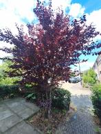 Mooie Prunus cerasifera 'nigra' boom / struik, Ophalen, Halfschaduw, Overige soorten, Lente
