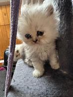 Perzische kittens, Meerdere dieren, Ontwormd, 0 tot 2 jaar