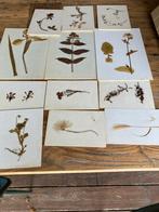 Herbarium gedroogde planten collectie, Ophalen, Zo goed als nieuw