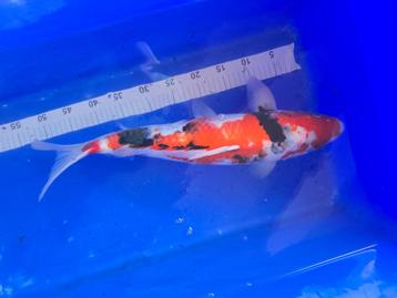 Koi Karper Showa 56 CM beschikbaar voor biedingen