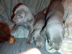 3 reutjes  Weimaraner geboren op 18 september, Dieren en Toebehoren, Honden | Setters en Staande honden, België, Particulier, Rabiës (hondsdolheid)