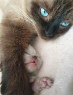 Siberische neva masqurade/radoll kittens, Dieren en Toebehoren, Katten en Kittens | Raskatten | Langhaar, Meerdere dieren, Ontwormd