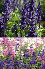 Salvia zaden, Verzenden, Zaad