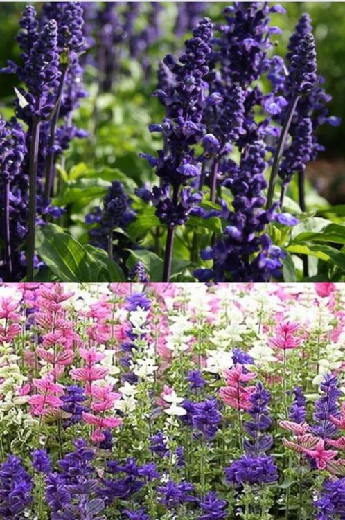 Salvia zaden, Tuin en Terras, Bloembollen en Zaden, Zaad, Verzenden