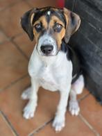 ACE: Boni is een enorm slim beestje!, Dieren en Toebehoren, Particulier, Rabiës (hondsdolheid), 15 weken tot 1 jaar, Buitenland
