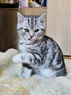 🎀verwacht....bloedmooie Britse kittens, Dieren en Toebehoren, Katten en Kittens | Raskatten | Korthaar