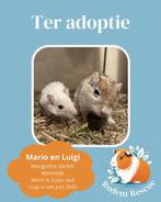 Mannelijk gerbil koppel ter adoptie, Juni, Mannelijk, Overige typen