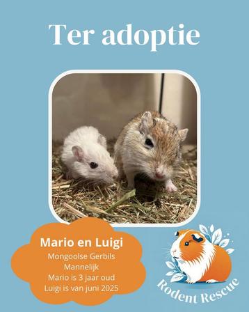 Mannelijk gerbil koppel ter adoptie beschikbaar voor biedingen