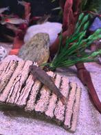 Dokters vissen, Dieren en Toebehoren, Vissen | Aquariumvissen, Vis