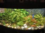 Wie heeft er gratis tropische vissen over voor mijn aquarium, Dieren en Toebehoren, Vissen | Aquaria en Toebehoren, Ophalen of Verzenden